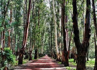 Biomass: a green source of energy?